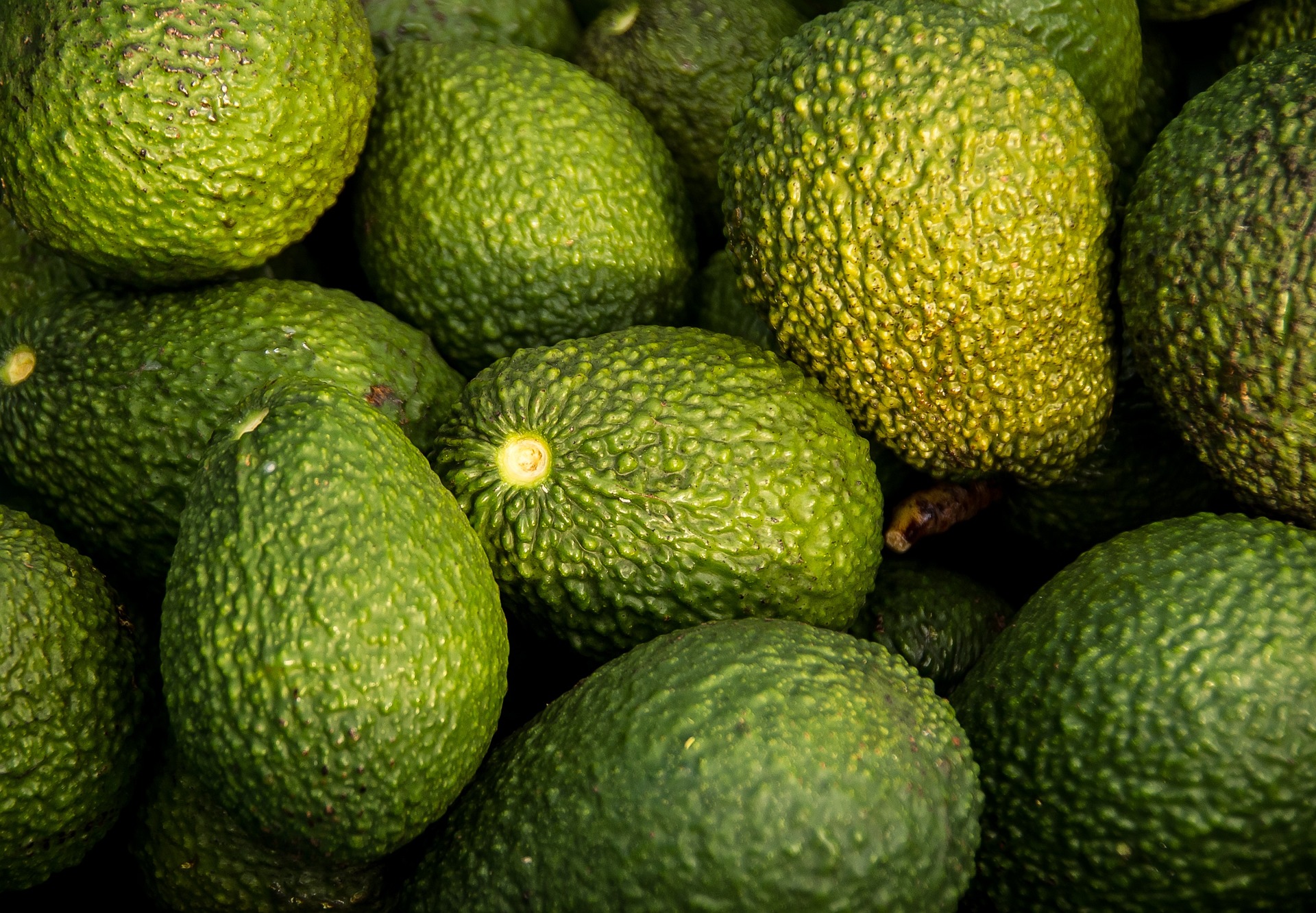 Cultivos de aguacate