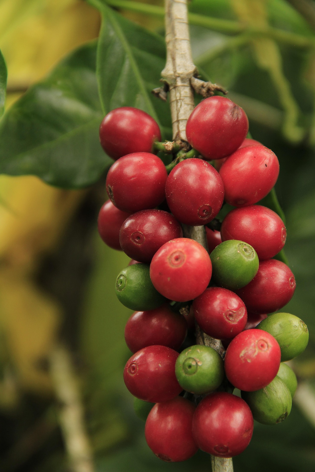 Cultivos de café